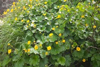 �~���}�_�C�R���\�E