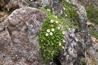 �`���E�m�X�P�\�E