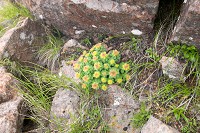 �C���x���P�C