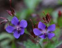 �O���i�C�t�E��