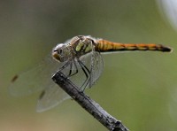 �R���̃g���{