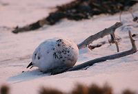 ���C�`���E