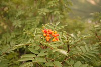 ����̃i�i�J�}�h