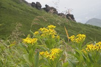 �o�R����