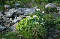 �C���x���P�C