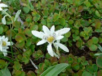 �q���E�X���L�\�E