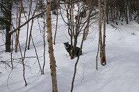 �k��߂��̎Ζʂɂ������ރJ���V�J