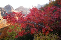 ���򏬉���̑��t��