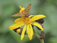 �Ԃƃ`���E�ƃA��