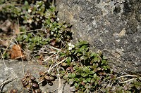 �R���o�c�K�U�N��