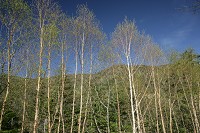 �V�΂̃V���J�o