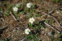 �V���o�i�w�r�C�`�S