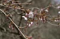 金時山の桜