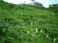 �E���R�[�X���Ԕ�