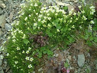 �Ő��ɍ炭�^�J�l�c���N�T