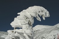 �����X�^�[