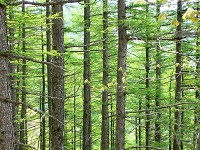 ���t���̐V��