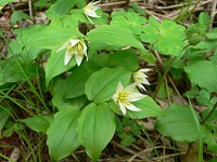 �`�S����