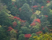 �ѓ�����g�t