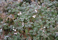 ���̂����t