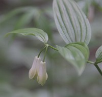 �z�E�`���N�\�E