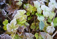 ���g�t�Ƒ�