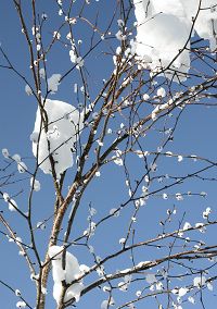 �ׂ��}�Ɛ�