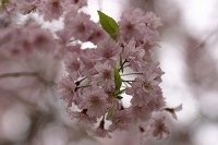 ���O��̎R��