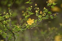 ���O��̃��}�u�L