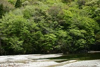 �S���̐V��