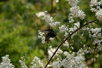 �U���̃E�c�M�ƒ�