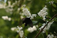 �U���̃E�c�M�ƒ�