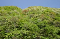 �S���̐V��