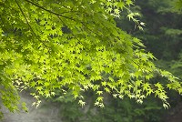 �T���̂��݂�