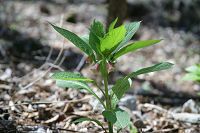 �n�V���h�R��