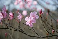 �A�J���V�I