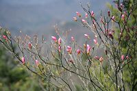 �A�J���V�I�Q