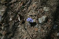 �t�f�����h�E