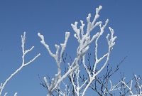 �R���̎��X