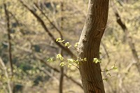 �V���������