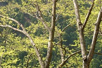 �O��O��R�̐V��