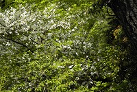 �V�����V�I�̉�