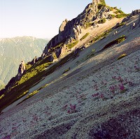 �Ő��ɍ炭�R�}�N�T